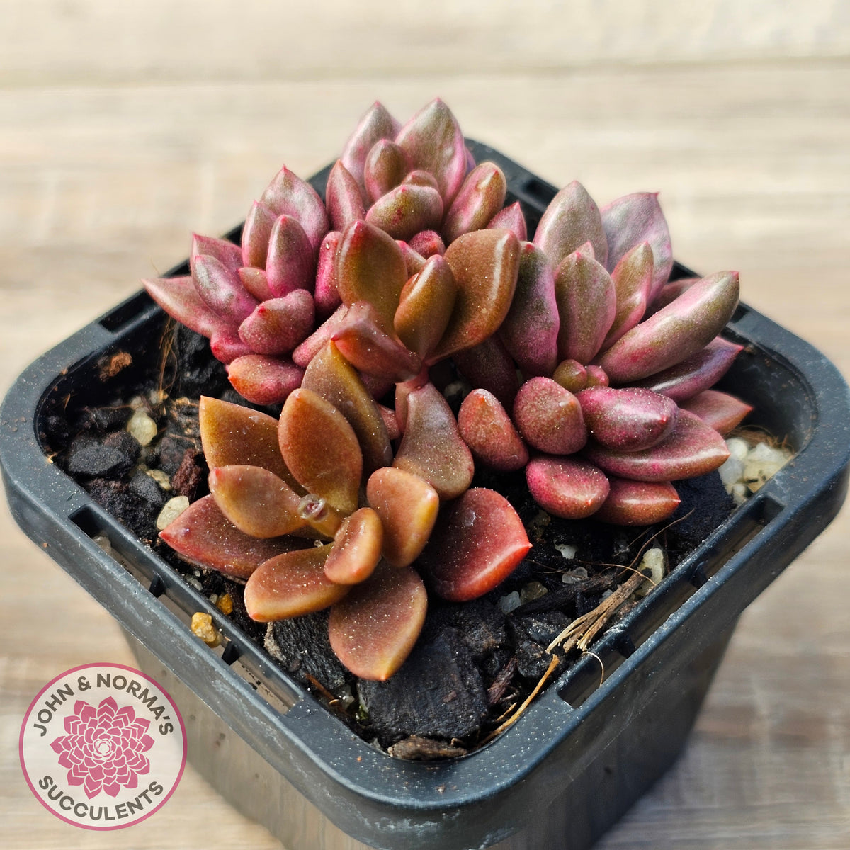 Lenopetalum Chocolate and Strawberries (Red Form)