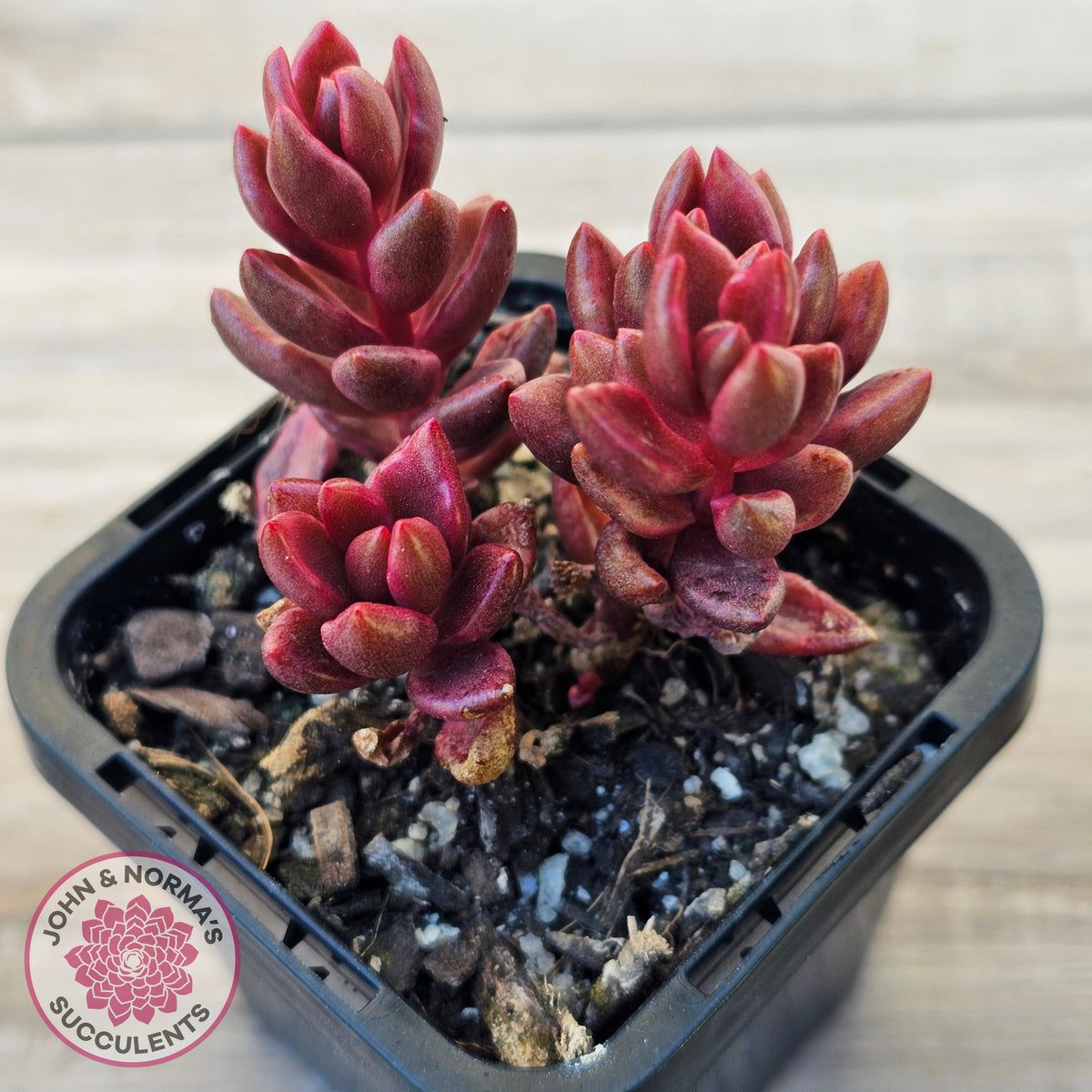 Lenopetalum Chocolate and Strawberries (Red Form)