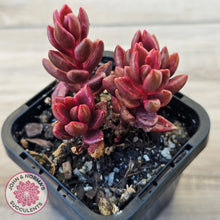 Load image into Gallery viewer, Lenopetalum Chocolate and Strawberries (Red Form)