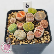 Load image into Gallery viewer, Lithops - Mixed Hybrids