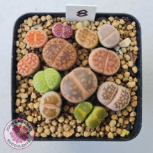 Load image into Gallery viewer, Lithops - Mixed Hybrids