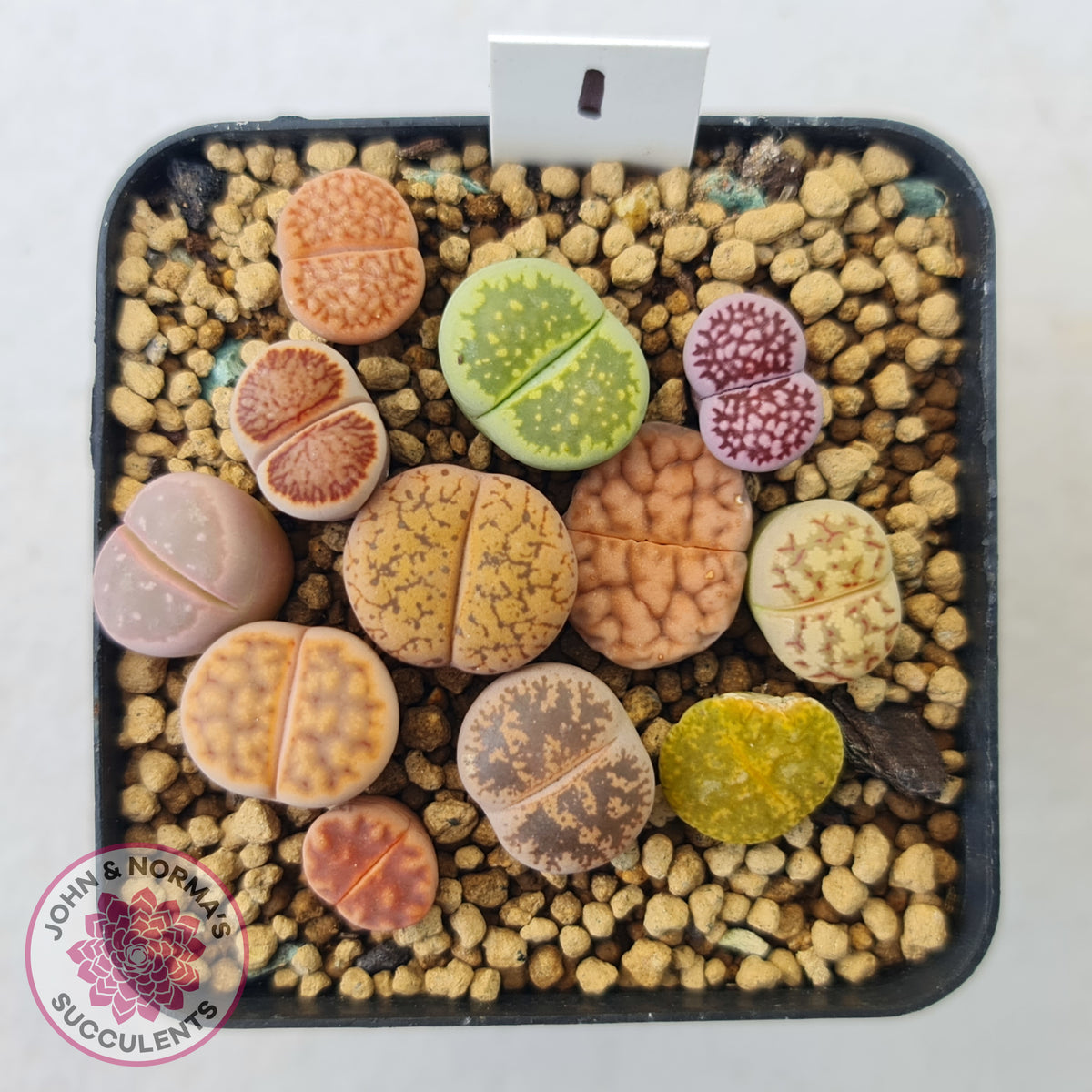 Lithops - Mixed Hybrids