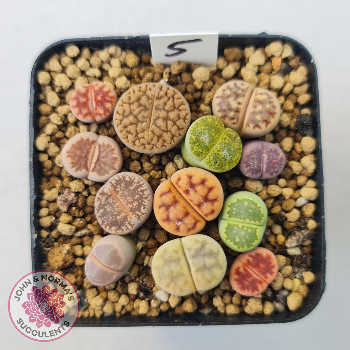 Lithops - Mixed Hybrids