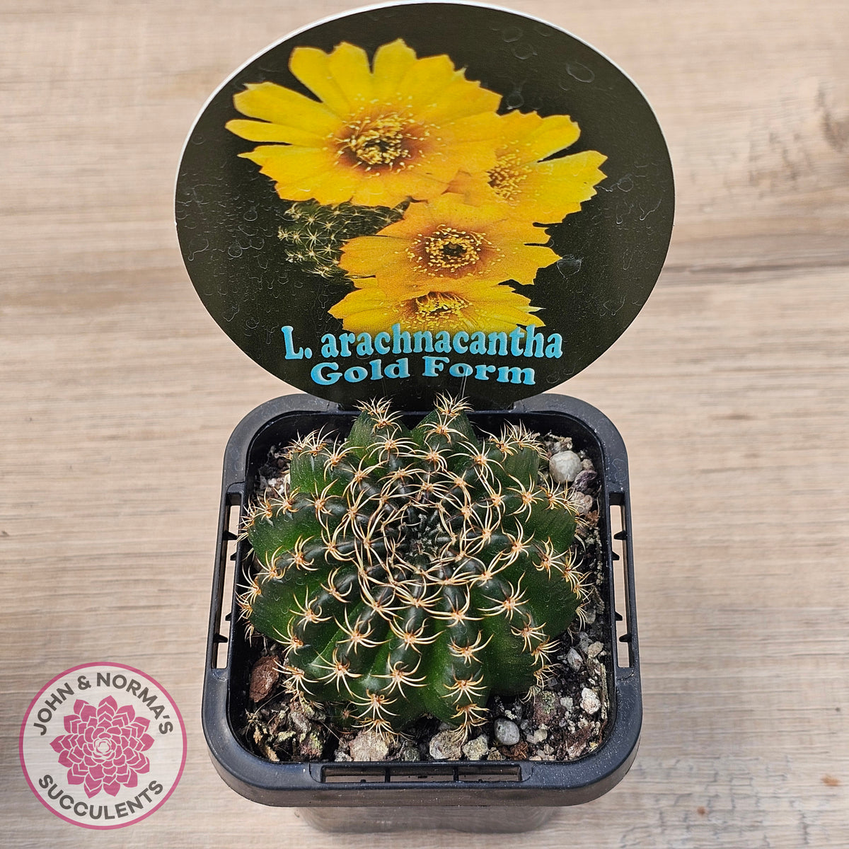 Lobivia arachnacantha Gold Form