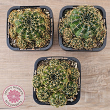 Load image into Gallery viewer, Lobivia arachnacantha Orange Form