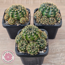 Load image into Gallery viewer, Lobivia arachnacantha Orange Form
