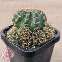 Load image into Gallery viewer, Lobivia arachnacantha Orange Form