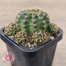 Load image into Gallery viewer, Lobivia arachnacantha Orange Form