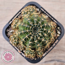 Load image into Gallery viewer, Lobivia arachnacantha Orange Form