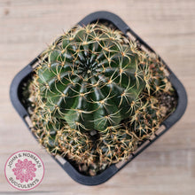 Load image into Gallery viewer, Lobivia arachnacantha Orange Form