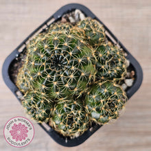 Load image into Gallery viewer, Lobivia arachnacantha Orange Form