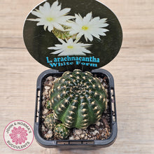 Load image into Gallery viewer, Lobivia arachnacantha White Form