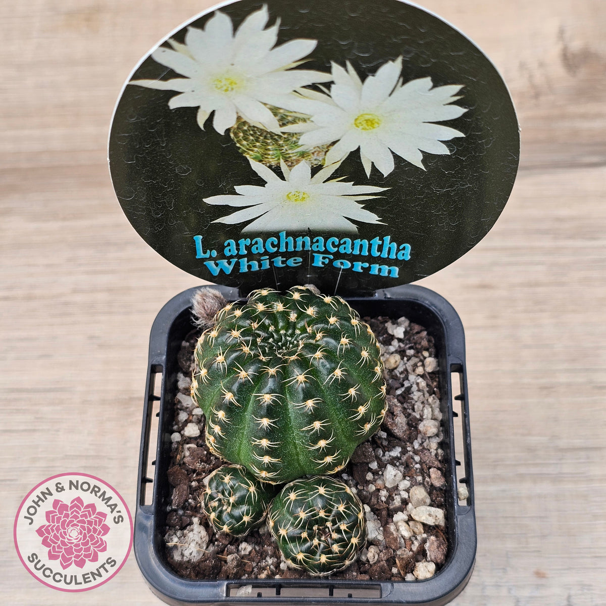 Lobivia arachnacantha White Form