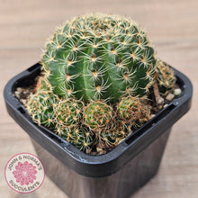 Load image into Gallery viewer, Lobivia arachnacantha (Yellow Form)