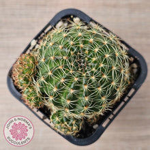 Load image into Gallery viewer, Lobivia arachnacantha (Yellow Form)