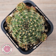 Load image into Gallery viewer, Lobivia arachnacantha (Yellow Form)