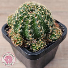 Load image into Gallery viewer, Lobivia arachnacantha (Yellow Form)