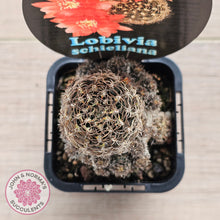 Load image into Gallery viewer, Lobivia schieliana