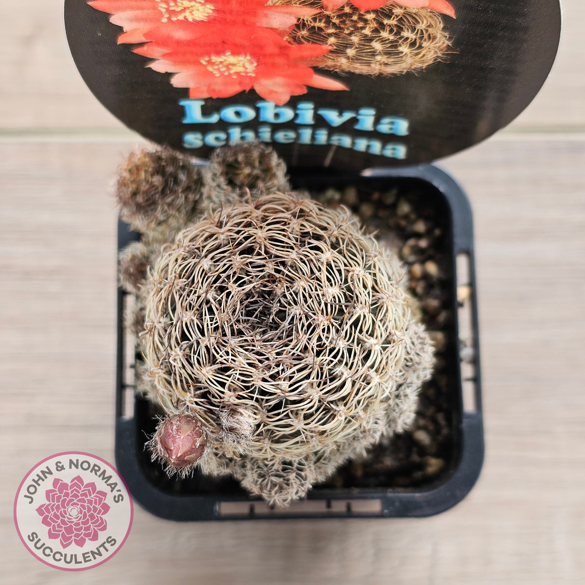 Lobivia schieliana