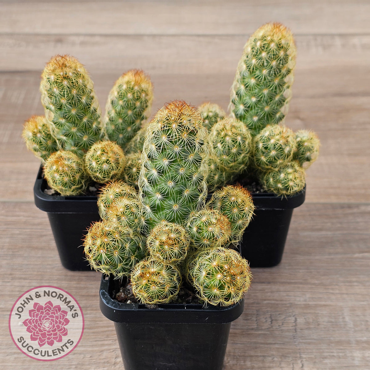 Mamillaria Elongata