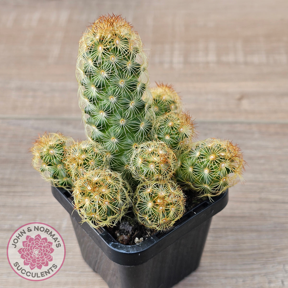 Mamillaria Elongata