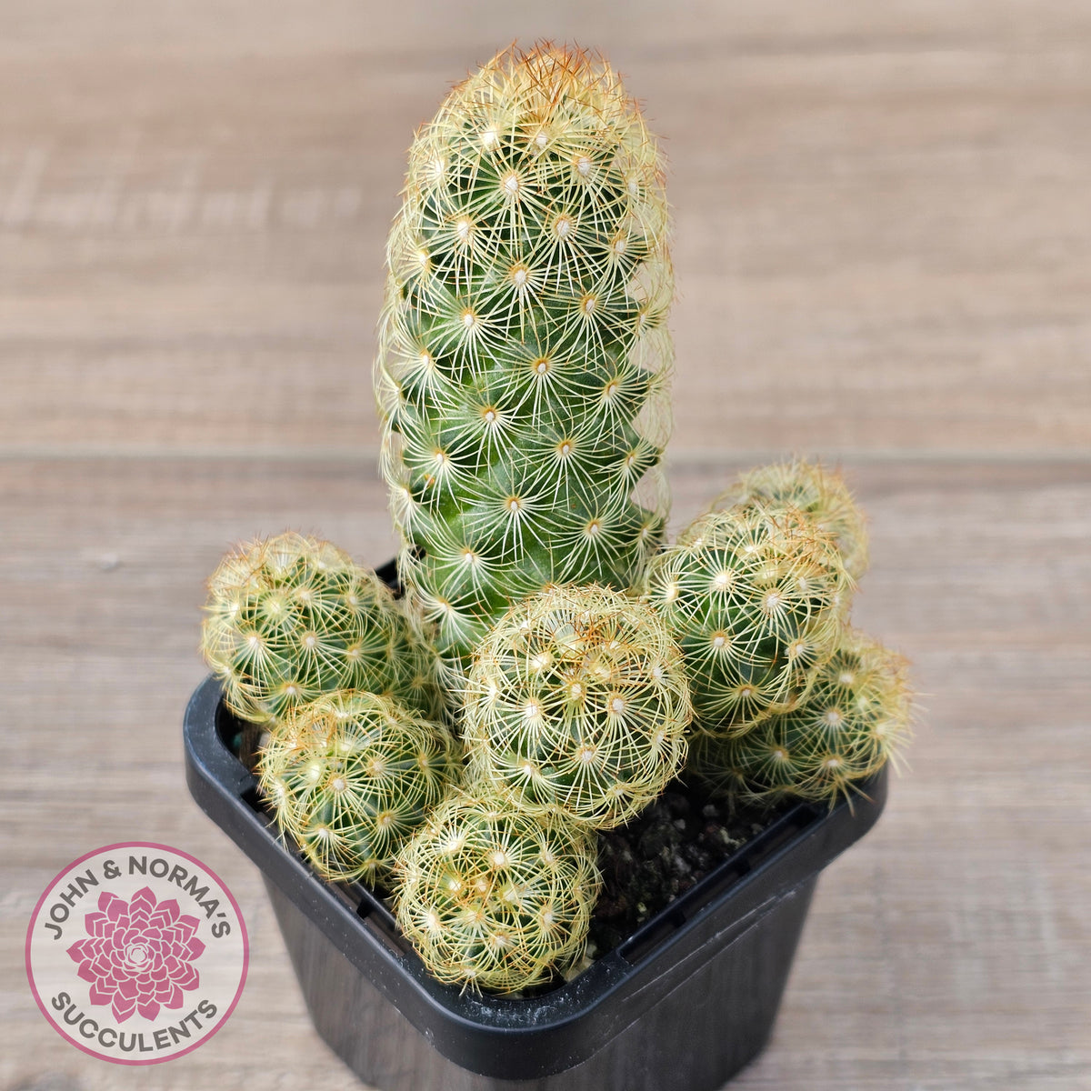 Mamillaria Elongata