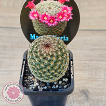 Load image into Gallery viewer, Mammillaria matudae
