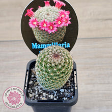Load image into Gallery viewer, Mammillaria matudae