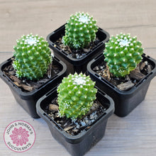 Load image into Gallery viewer, Mammillaria Pico 'Dalek'