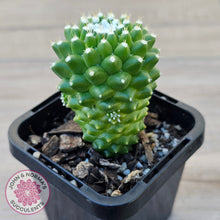 Load image into Gallery viewer, Mammillaria Pico 'Dalek'