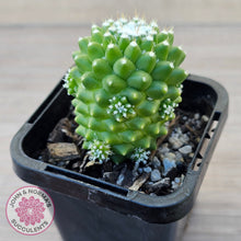 Load image into Gallery viewer, Mammillaria Pico 'Dalek'