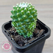 Load image into Gallery viewer, Mammillaria Pico 'Dalek'