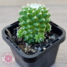 Load image into Gallery viewer, Mammillaria Pico 'Dalek'