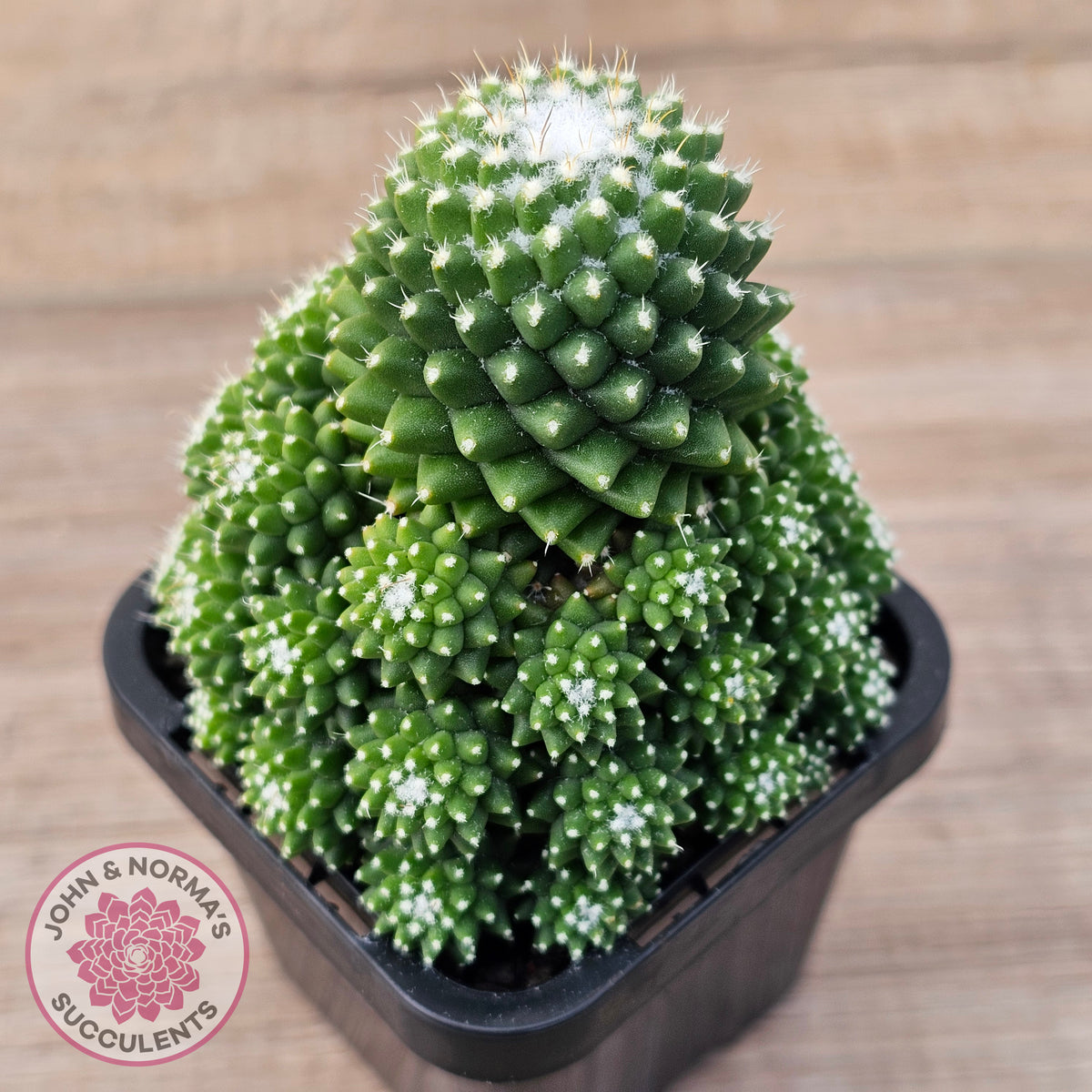 Mammillaria Pico 'Dalek'