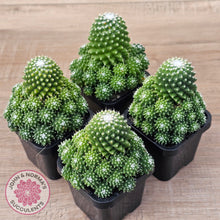 Load image into Gallery viewer, Mammillaria Pico 'Dalek'