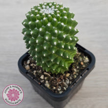 Load image into Gallery viewer, Mammillaria Pico 'Dalek'
