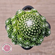 Load image into Gallery viewer, Mammillaria Pico 'Dalek'