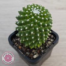 Load image into Gallery viewer, Mammillaria Pico 'Dalek'
