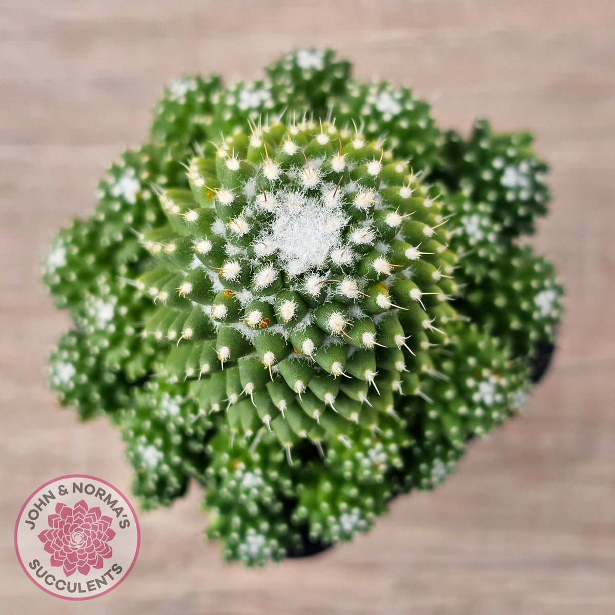 Mammillaria Pico 'Dalek'