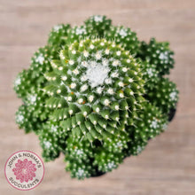 Load image into Gallery viewer, Mammillaria Pico 'Dalek'