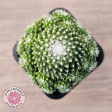 Load image into Gallery viewer, Mammillaria Pico 'Dalek'