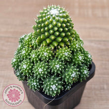 Load image into Gallery viewer, Mammillaria Pico 'Dalek'