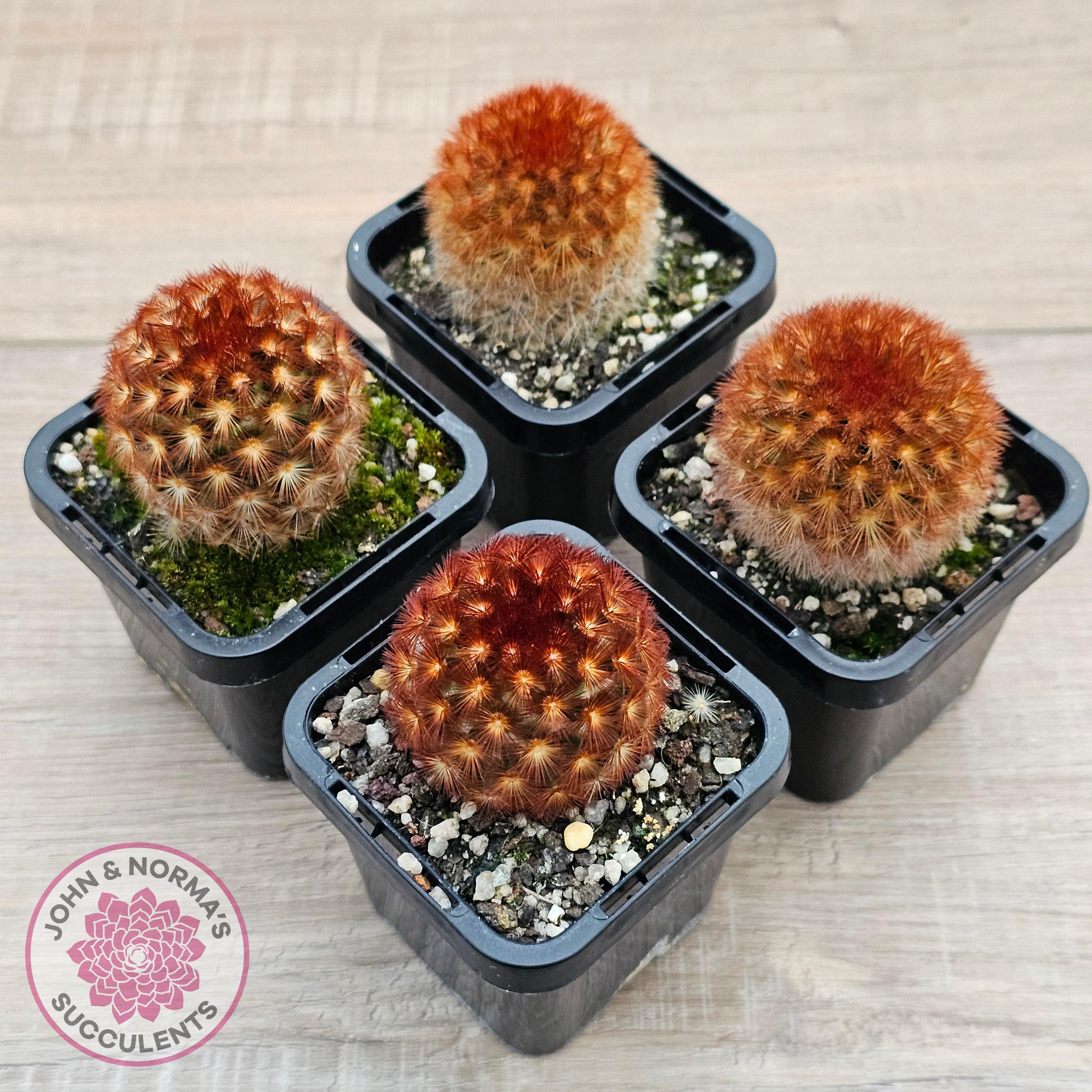 Mammillaria carmenae 'Feather Cactus' John & Norma's Succulents