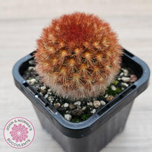 Load image into Gallery viewer, Mammillaria carmenae 'Feather Cactus' - John & Norma's Succulents Australia