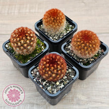 Load image into Gallery viewer, Mammillaria carmenae 'Feather Cactus' - John & Norma's Succulents Australia