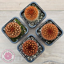 Load image into Gallery viewer, Mammillaria carmenae 'Feather Cactus' - John & Norma's Succulents Australia