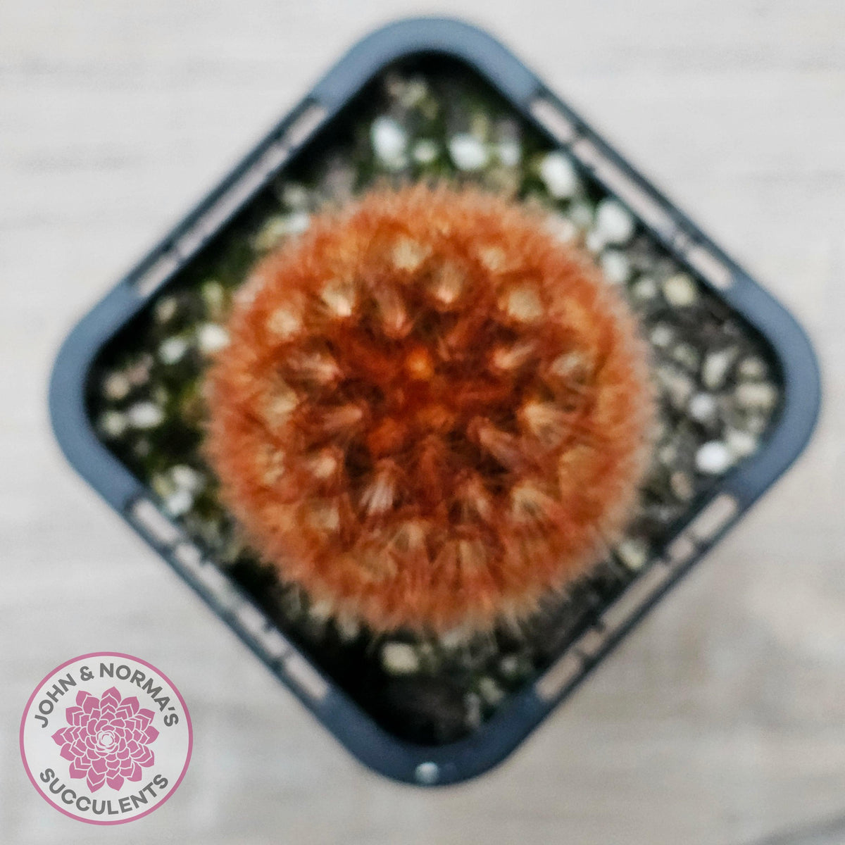 Mammillaria carmenae 'Feather Cactus'