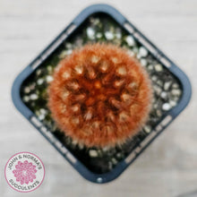 Load image into Gallery viewer, Mammillaria carmenae 'Feather Cactus' - John & Norma's Succulents Australia