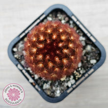 Load image into Gallery viewer, Mammillaria carmenae 'Feather Cactus' - John & Norma's Succulents Australia