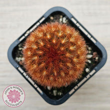 Load image into Gallery viewer, Mammillaria carmenae 'Feather Cactus' - John & Norma's Succulents Australia